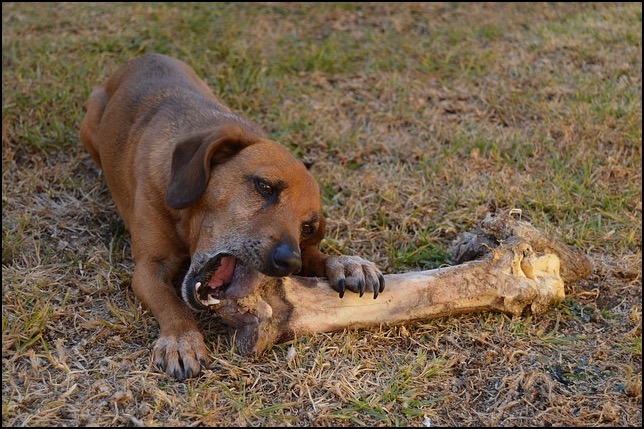 Dog on grass chewing bone